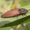 Click beetle