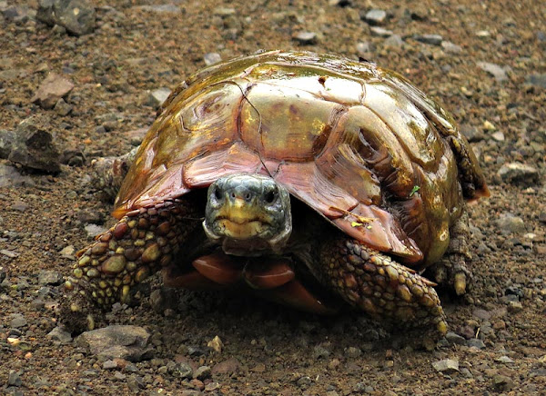 Speke's Hinged Tortoise | Project Noah