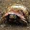 Speke's Hinged Tortoise