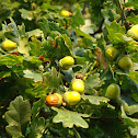 Sessile Oak, or Cornish Oak, or Durmast Oak