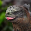 Iguana marina (Marine iguana)