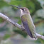 Ruby-throated Hummingbird     female