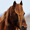 Wild Pony(Chincoteague Pony)
