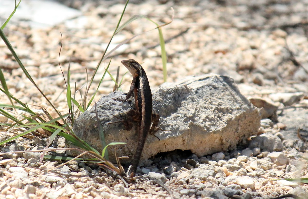 Yucatan Spiny Lizard
