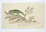 Bradypodion pumilum (Cape dwarf chameleon)