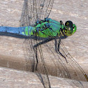 Eastern Pondhawk dragonfly (young adult male, turning blue)