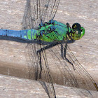 Eastern Pondhawk dragonfly (young adult male, turning blue)