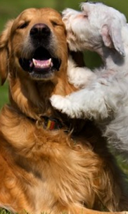How to get Your Dog Pet Friend lastet apk for bluestacks