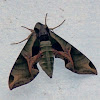 Pandorus Sphinx Moth
