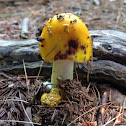Yellow Fly Agaric?