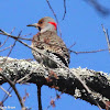 Yellow-shafted Northern flicker