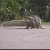 Northern Palm Squirrel or Five-Striped Palm Squirrel
