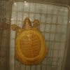 albino asian soft shell turtle