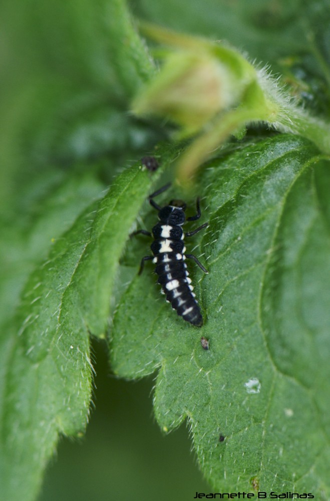 Fourteen-spotted Lady Bird larvae