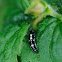 Fourteen-spotted Lady Bird larvae