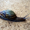 Snail Mauritius