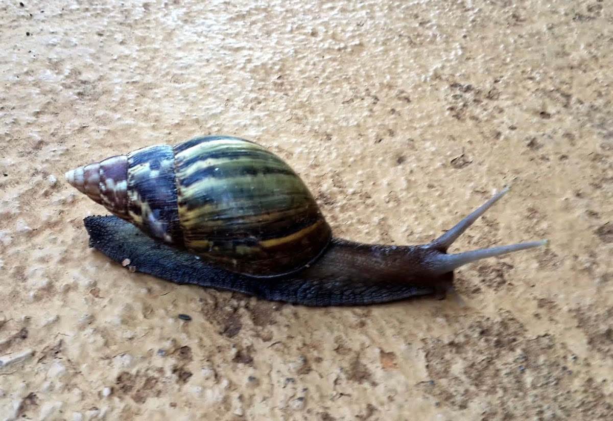 Snail Mauritius
