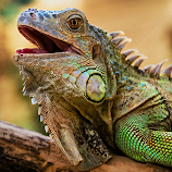 by Renos Hadjikyriacou -  