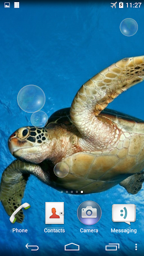 Sea Turtle Underwater