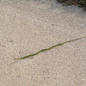 Florida rough green snake