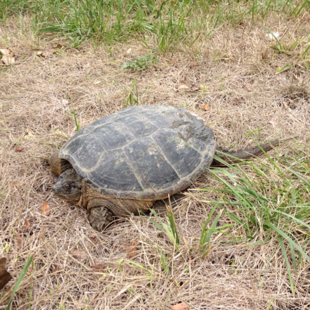 Common Snapping Turtle