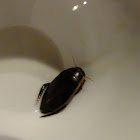 Predaceous Diving Beetle