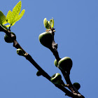 Fig fruits or syconia