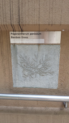 Pagonantherum Peniceum Engraving