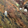 Xylaria longipes, fungi. Hongo