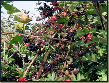 1807blackberry