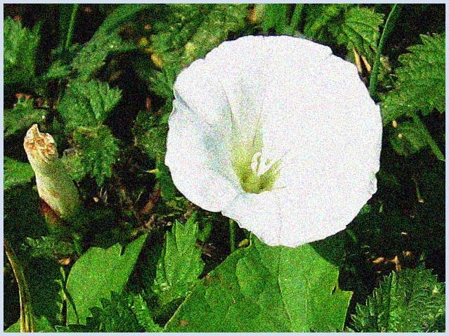 [1806hbindweed[3].jpg]