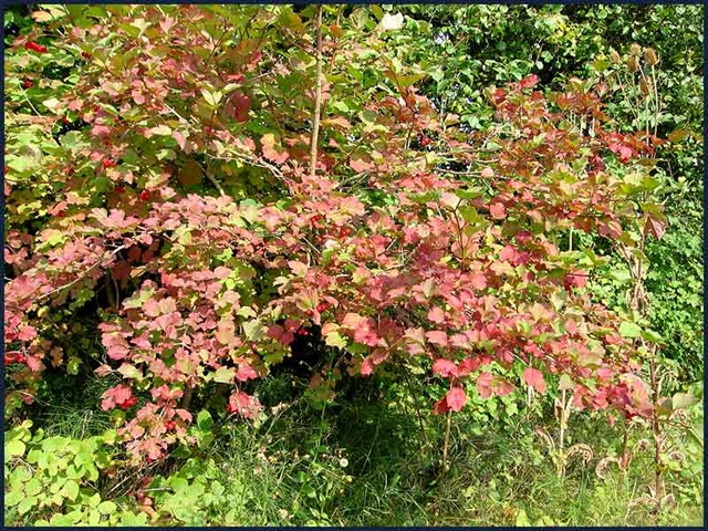 [1819bush[4].jpg]