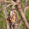 Bagworm moth cocoon
