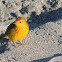 Yellow warbler (male)