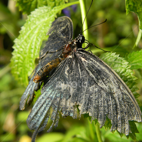 Black beauty by Monique Bouwer - Animals Insects & Spiders