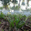 Spider lily/Rain flower