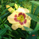 "Custard Candy" Daylily