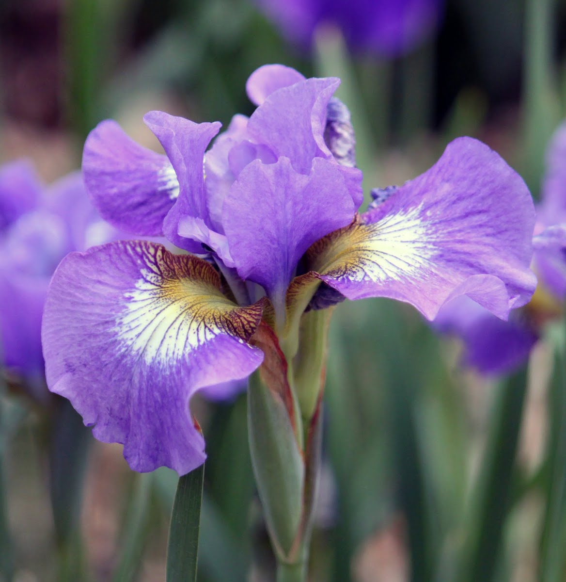 Siberian Iris 'Coronation Anthem'