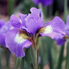 Siberian Iris 'Coronation Anthem'