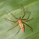 orange backed lynx spider (female)