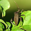 Leaf-footed bug