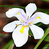 Large wild iris