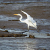 Great Egret