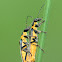 Green Soldier Beetle / Leatherwing