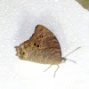 Common Evening Brown