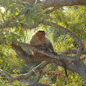 Bonnet macaque