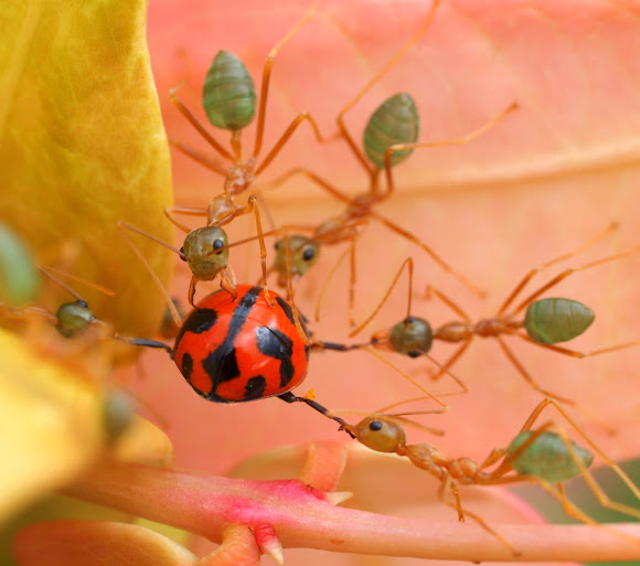 Green Tree Ant Project Noah