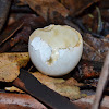 Dove Egg Shell