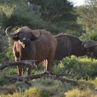 Disease-free African Cape buffalo