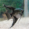 Black Marbled Angelfish